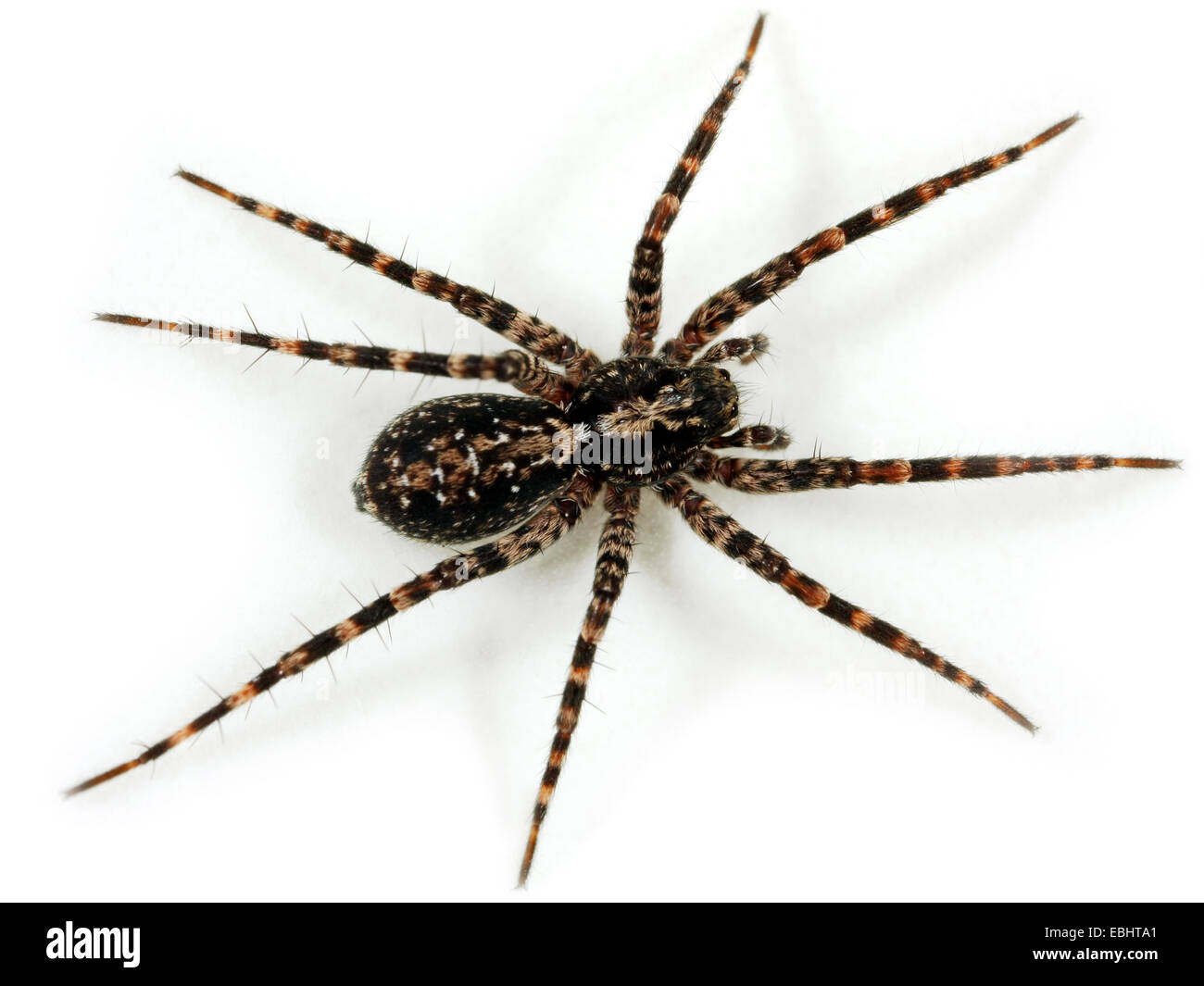 A female Wolf spider (Acantholycosa lignaria) on white background. Wolf
