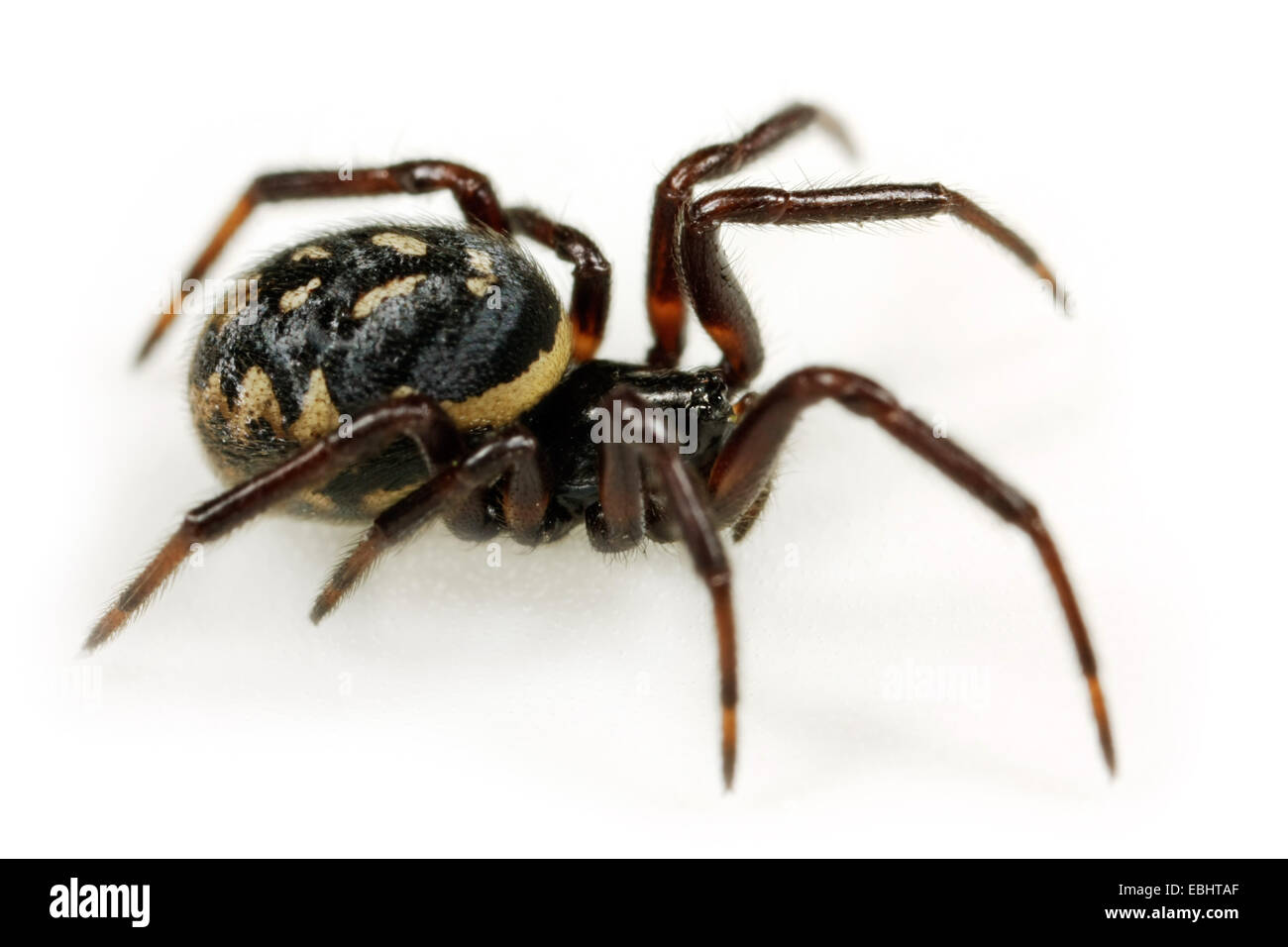 A female comb-footed spider (Steatoda albomaculata), on white background. Comb-footed spiders (or Cobweb weavers) are part of the family Theridiidae. Stock Photo