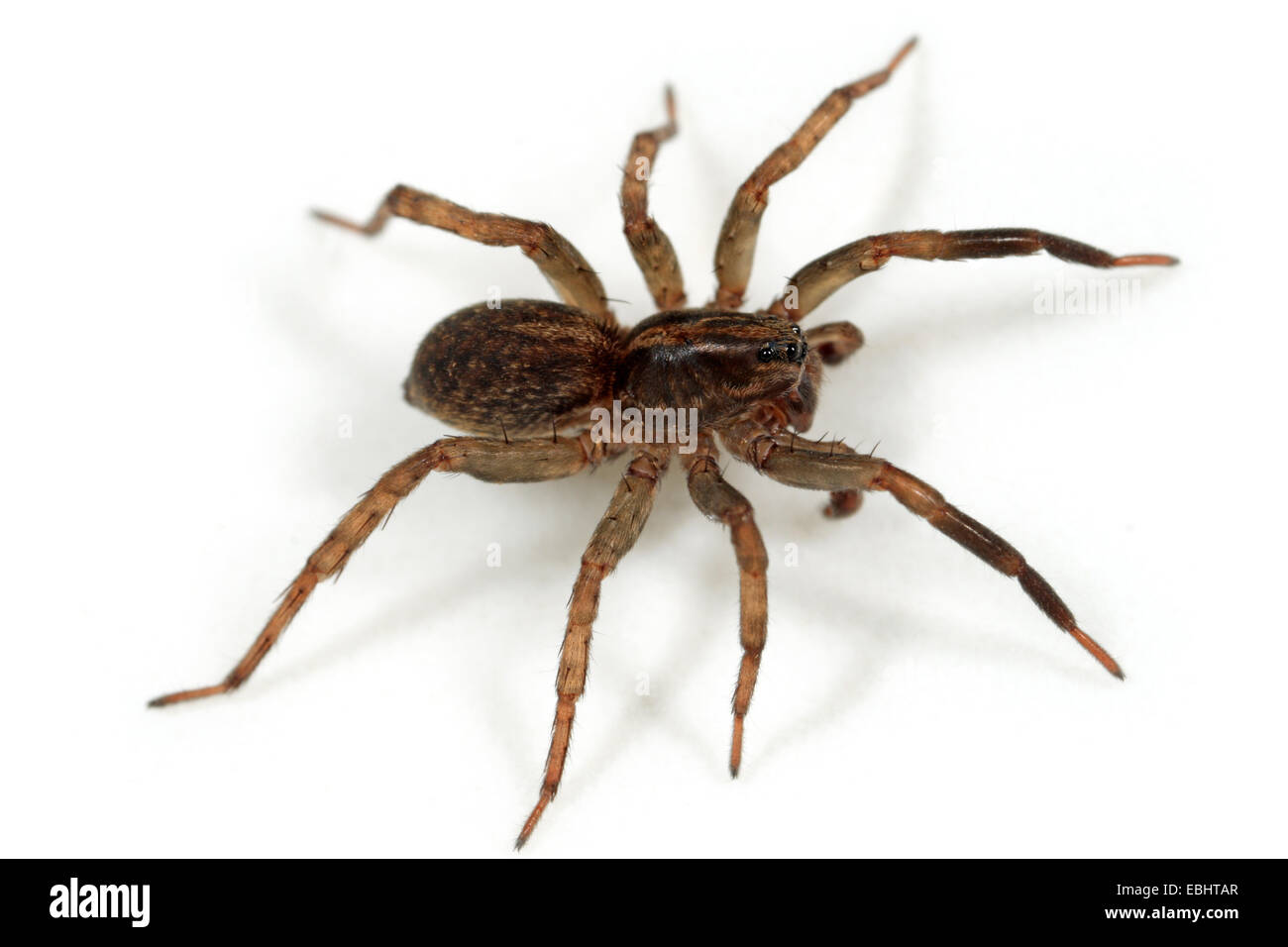 Male Wolf spider (Trochosa terricola) on white background. Wolf spiders are part of the family Lycosidae. Stock Photo