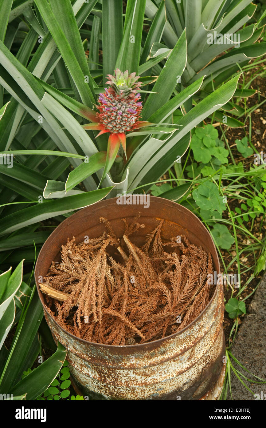 Smoke brings pineapples into bloom in six weeks. The active ingredient is ethylene. Greenhouse