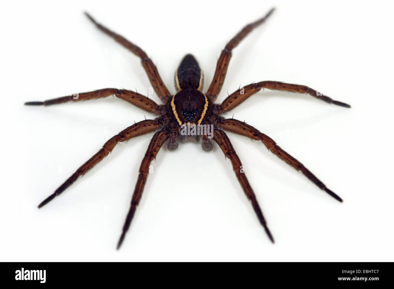 A male fen raft spider (Dolomedes plantarius), a semi-aquatic fishing (or raft) spider on a white background. Family Pisauridae. Stock Photo