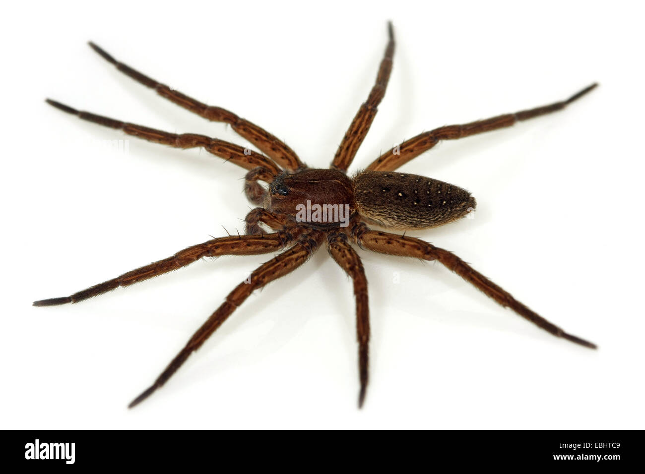 A male fen raft spider (Dolomedes plantarius), a semi-aquatic fishing (or raft) spider on a white background. Family Pisauridae. Stock Photo