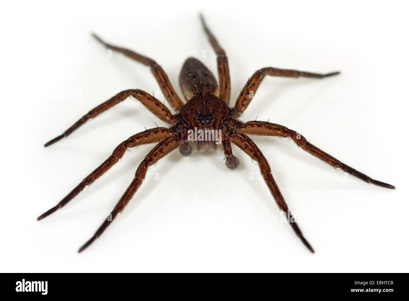 A male fen raft spider (Dolomedes plantarius), a semi-aquatic fishing (or raft) spider on a white background. Family Pisauridae. Stock Photo