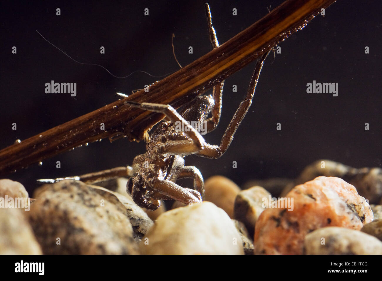 An almost submerged male fen raft spider (Dolomedes plantarius), a semi-aquatic fishing (or raft) spider. Stock Photo