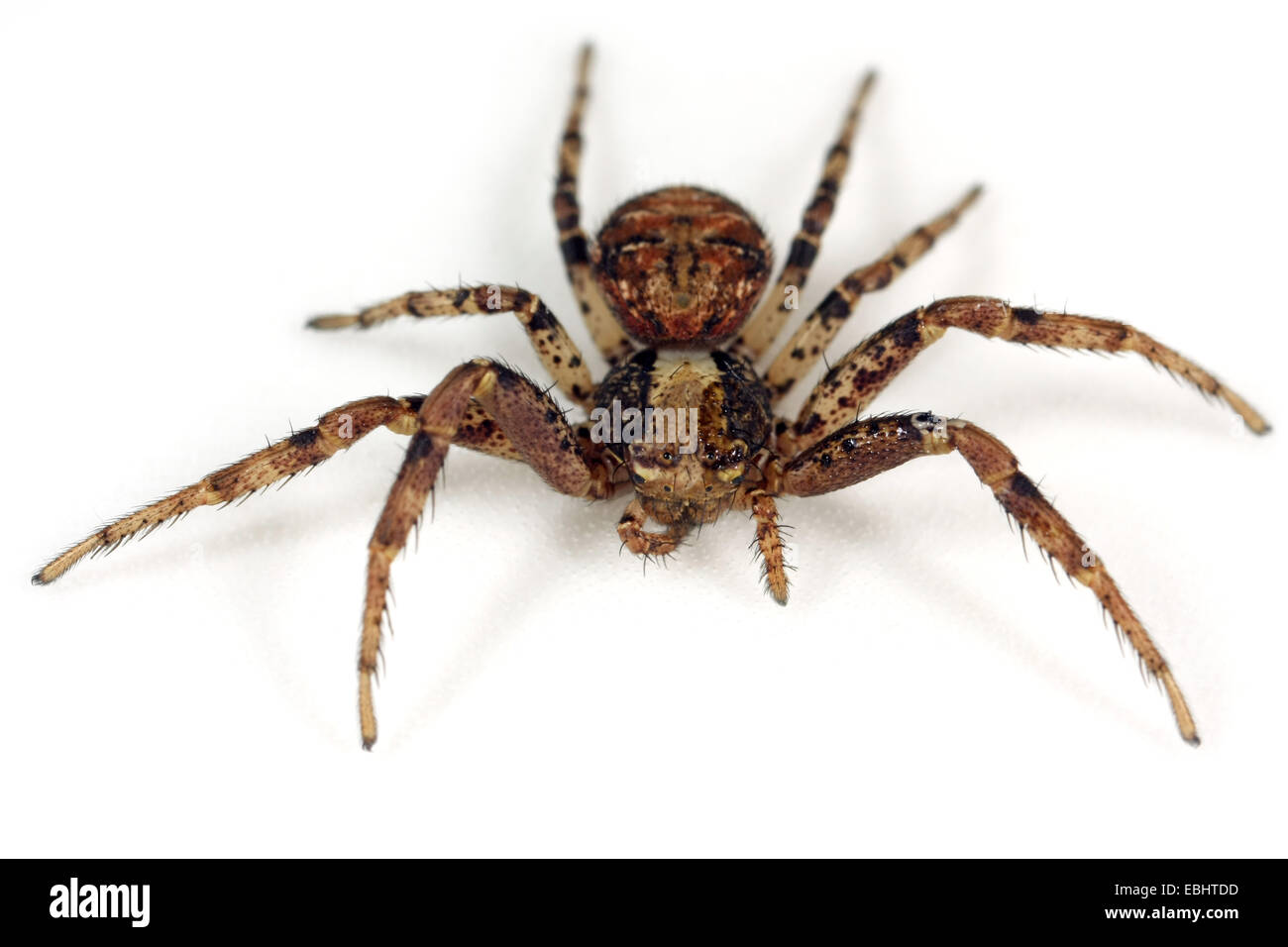 A female Crab spider (Xysticus audax) on white background. Family Thomisidae, Crab spiders. Stock Photo