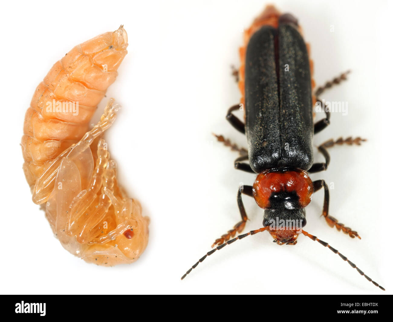 Soldier Beetle Life Cycle
