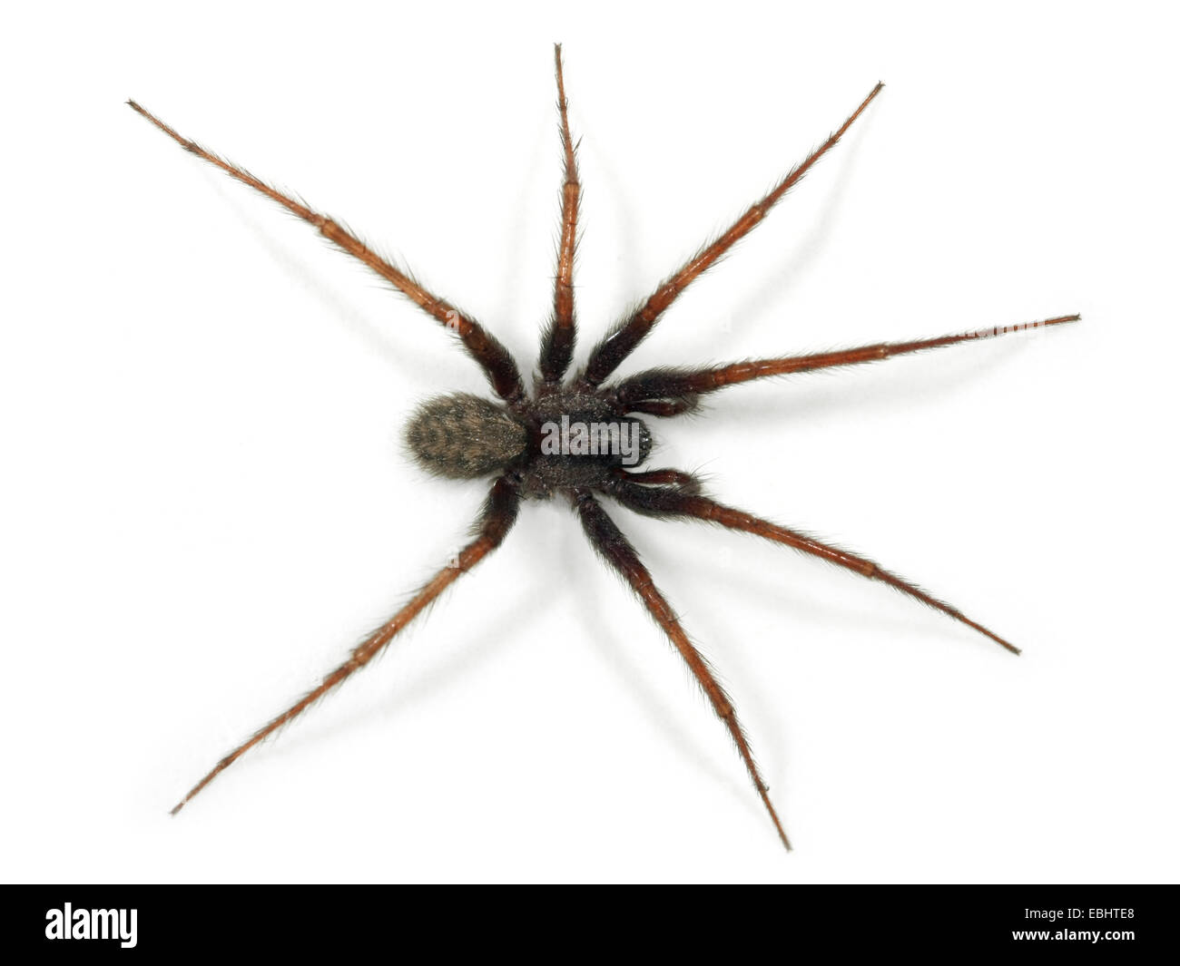 A male Common House-spider (Teganaria domestica), on a white background, part of the family Agelenidae - Funnel web weavers. Stock Photo