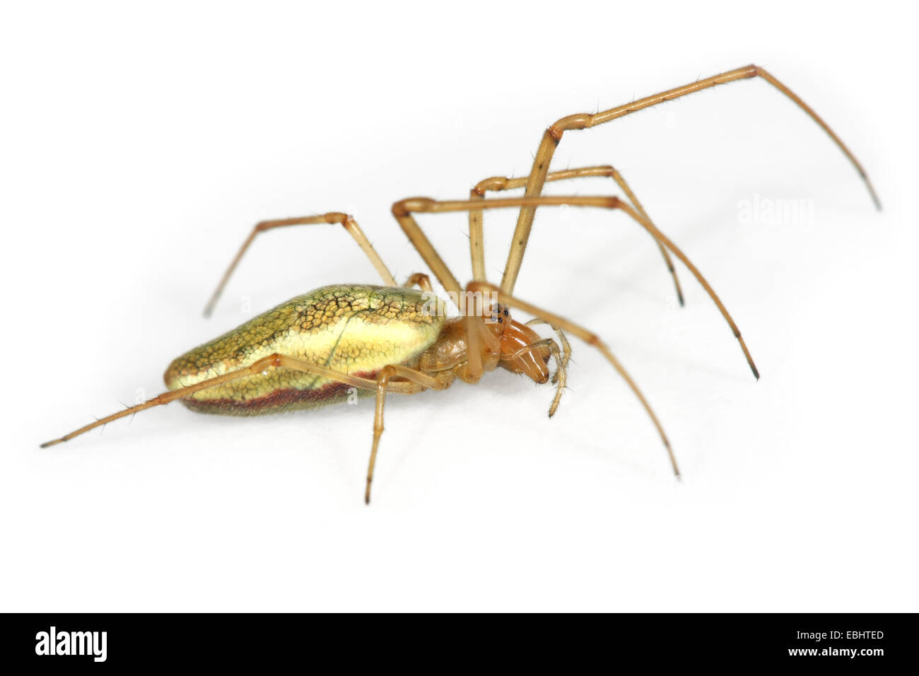 A female Common Stretchspider (Tetragnatha extensa), on a white