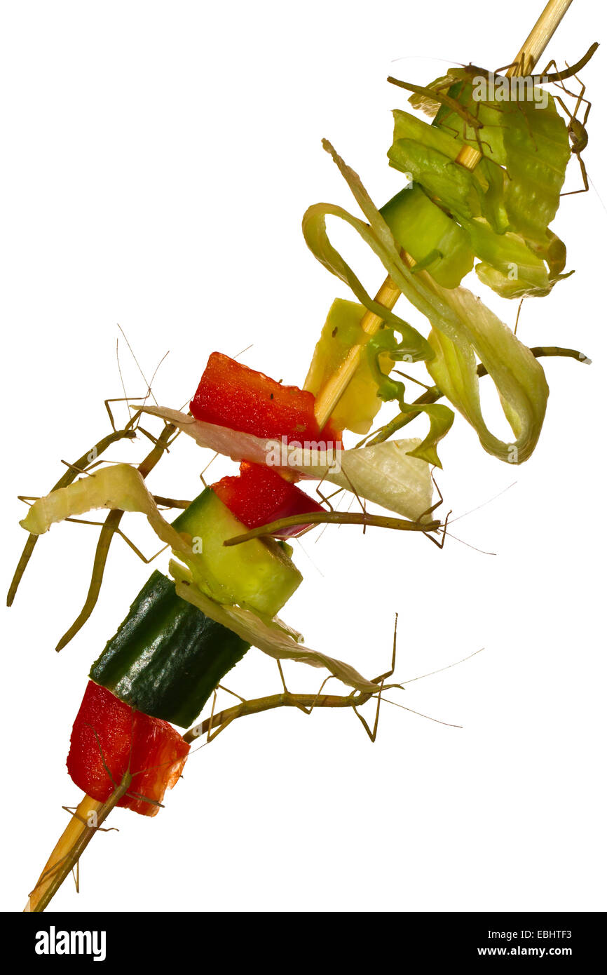 Walking Stick insects on a stick filled with vegetables. Stock Photo