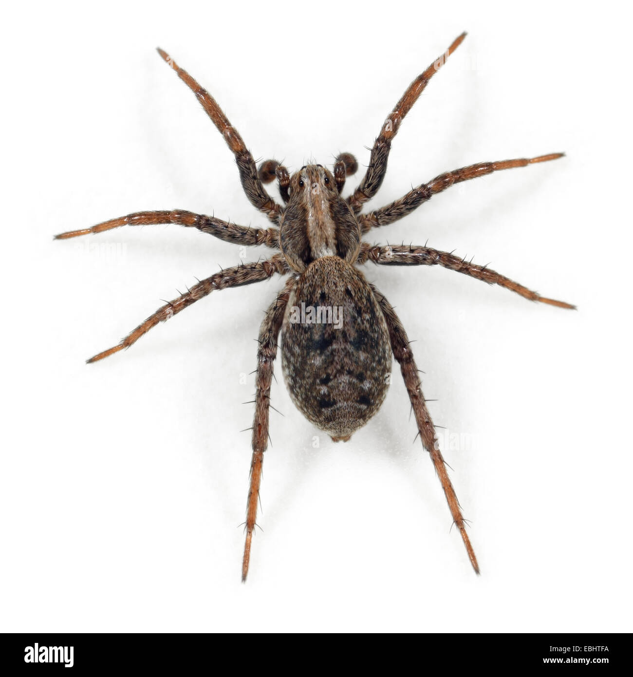 A subadult male Dune Wolf Spider (Xerolycosa miniata), on a white background, part of the family Lycosidae - Wolf spiders. Stock Photo