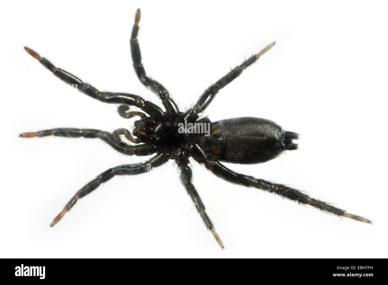 A female (Zelotes latreillei) spider on white background. The spider is part of the family Gnaphosidae, Ground spiders. Stock Photo