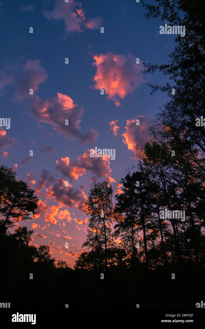 Brilliant pink sunset clouds above the towering silhouettes of trees near Atlanta, Georgia Stock Photo
