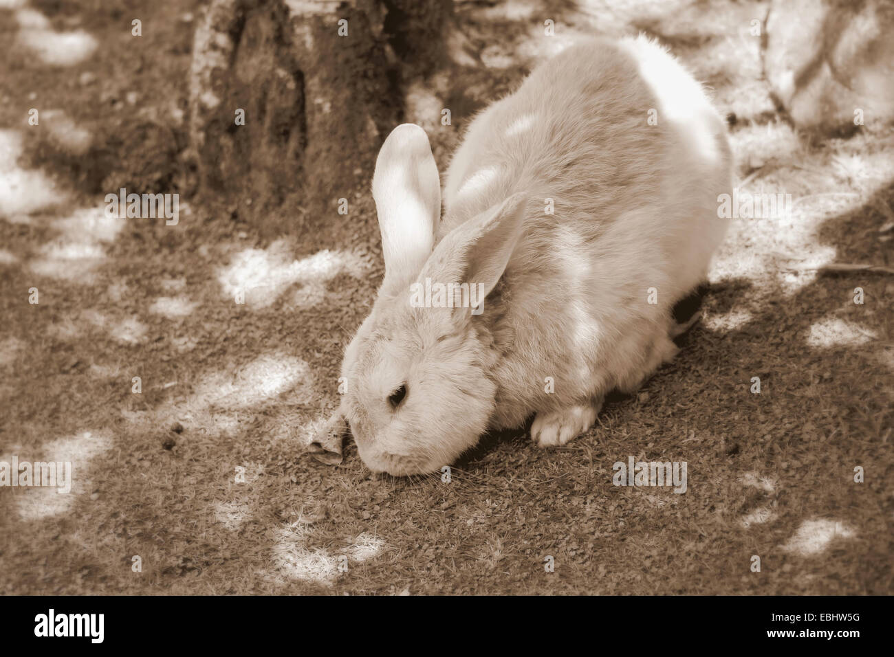 Sepia Point Rabbit Rabbit in Sepia Tone Stock Photo - Alamy