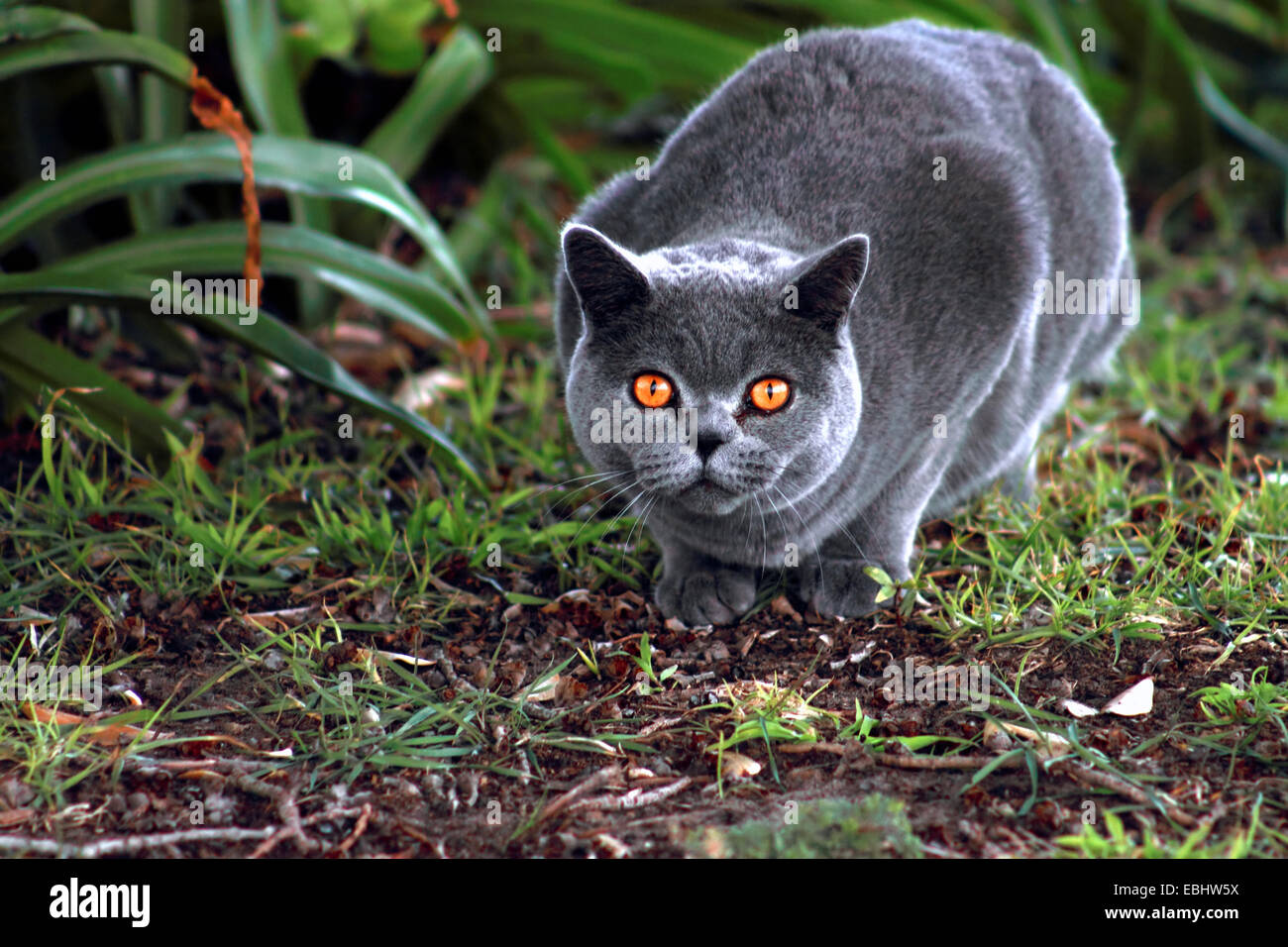 British Blue Pedigree Cat Stock Photo Alamy
