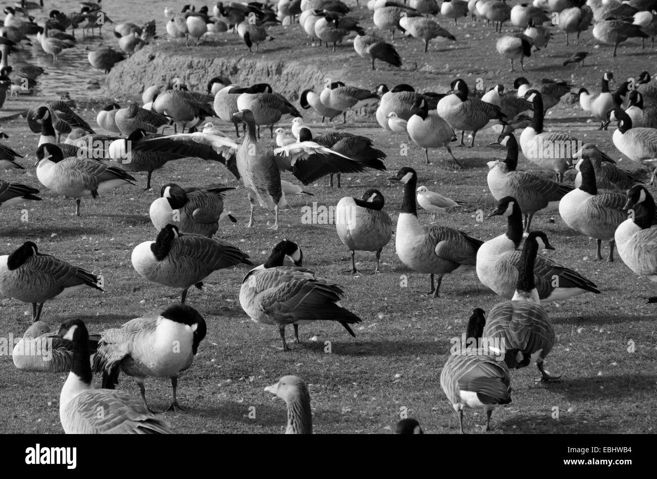Monochrome flock of geese Stock Photo Alamy