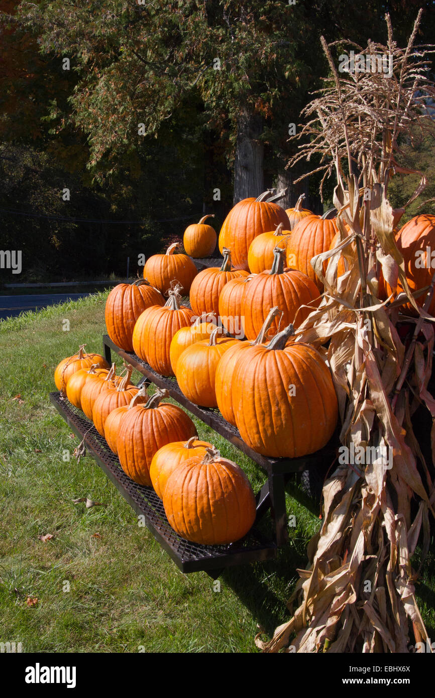 Pumpkins for sale at a roadside stand. Stock Photo