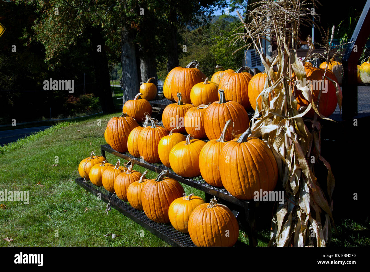 Pumpkins for sale at a roadside stand. Stock Photo