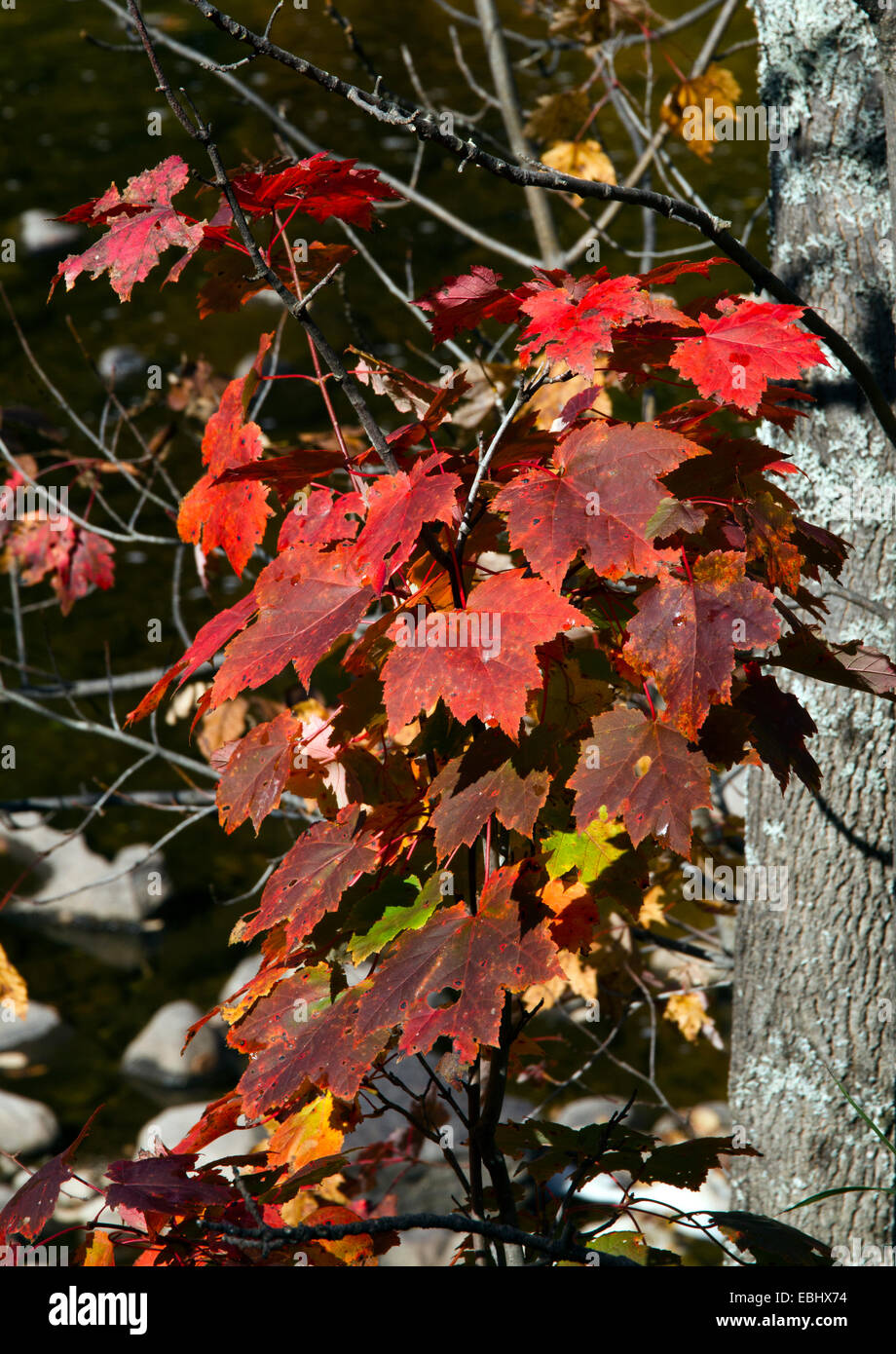 Red maple leaves autumn fall colour color Adirondack State Park Adirondacks New York USA America Stock Photo
