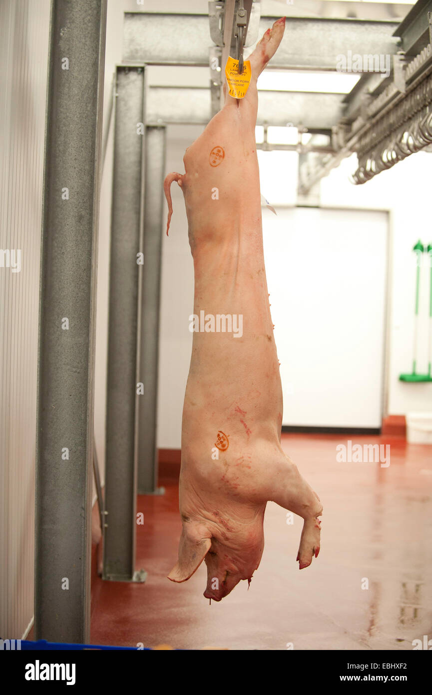Pig pork meat carcass hi-res stock photography and images - Alamy