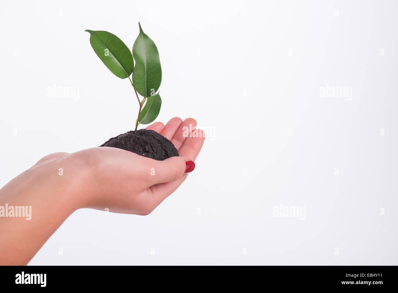 Concept of new life Stock Photo Alamy