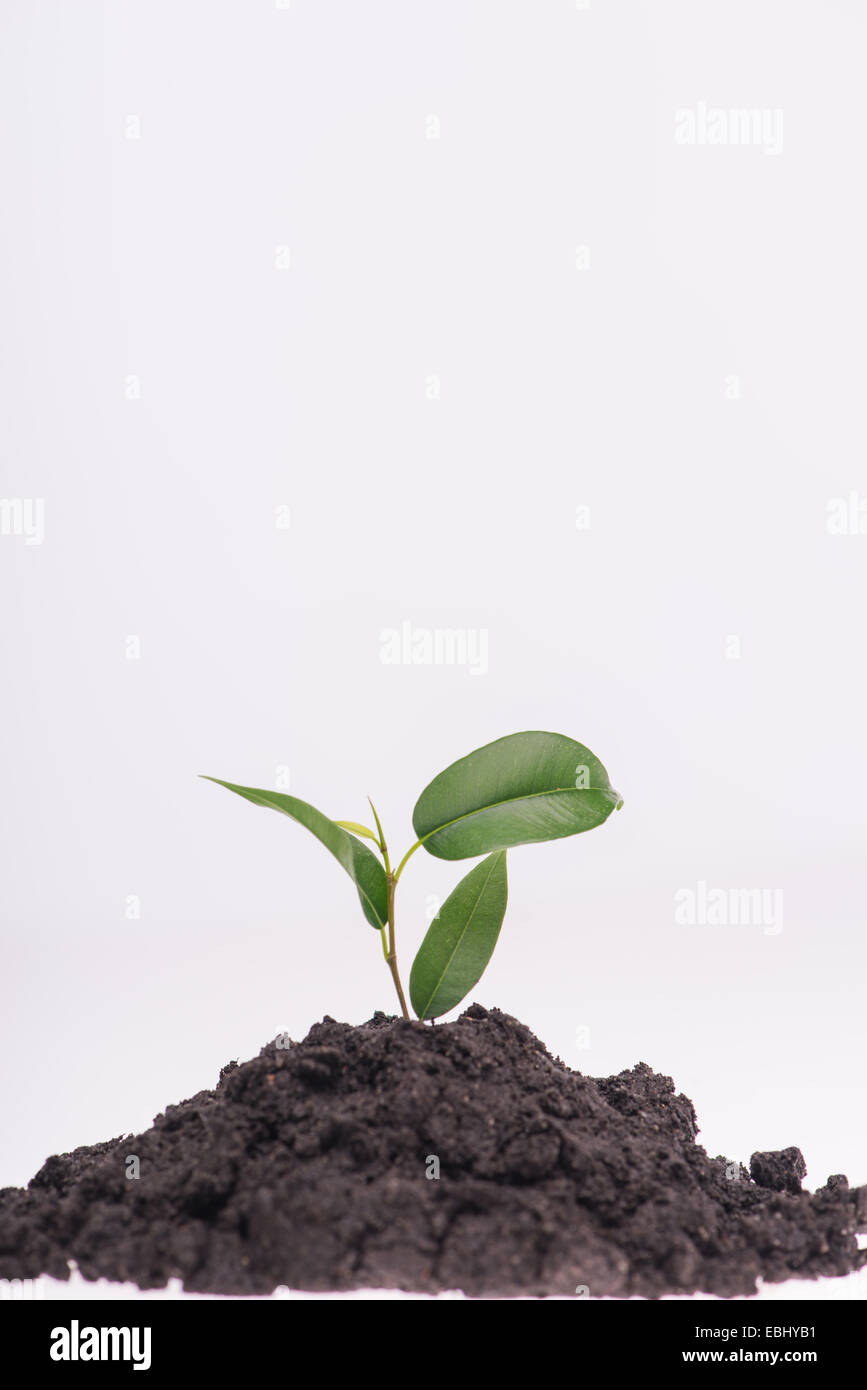 Newlife Image Concept of new life Stock Photo - Alamy