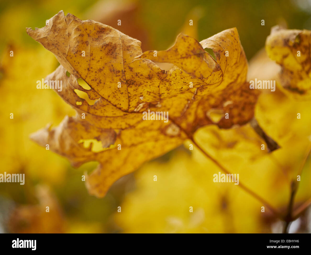 Fall color and changing of the seasons, New Jersey, USA Stock Photo Alamy