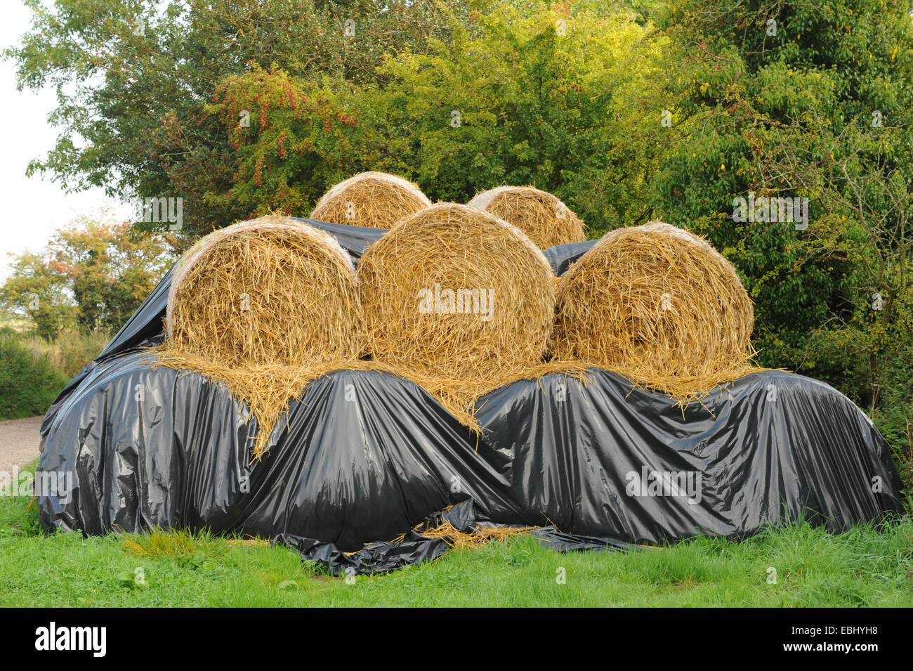 Bales of Hay Partially Covered with Black Sheeting Stacked on Cutlers Farm, near Styratford upon
