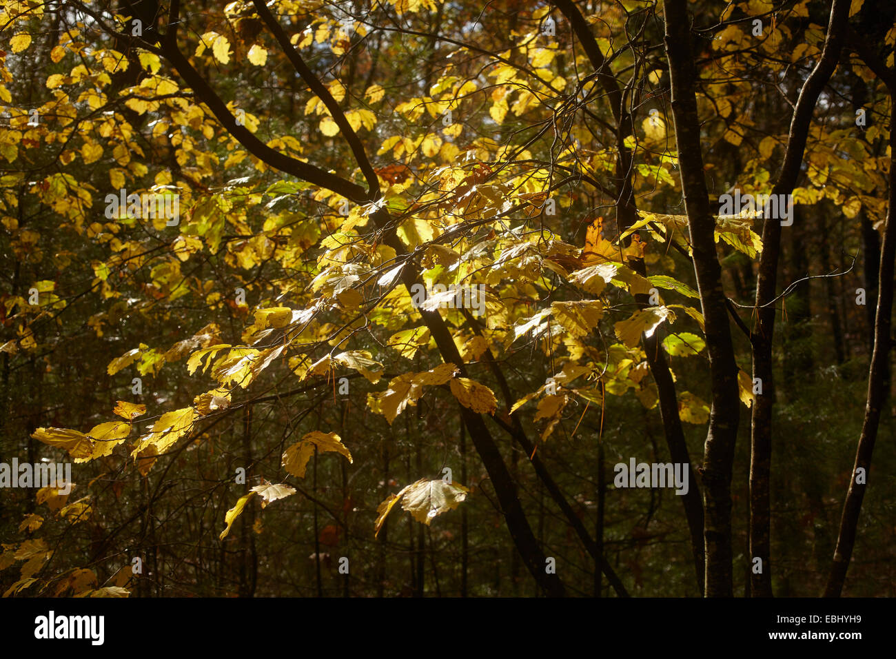 Fall color and changing of the seasons, New Jersey, USA Stock Photo Alamy