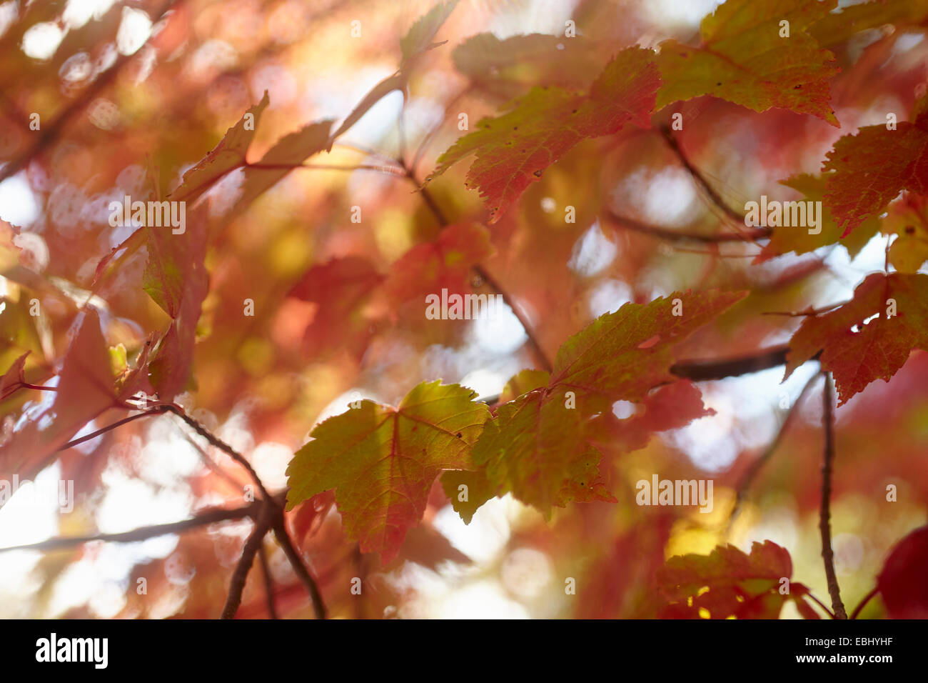 Fall color and changing of the seasons, New Jersey, USA Stock Photo Alamy