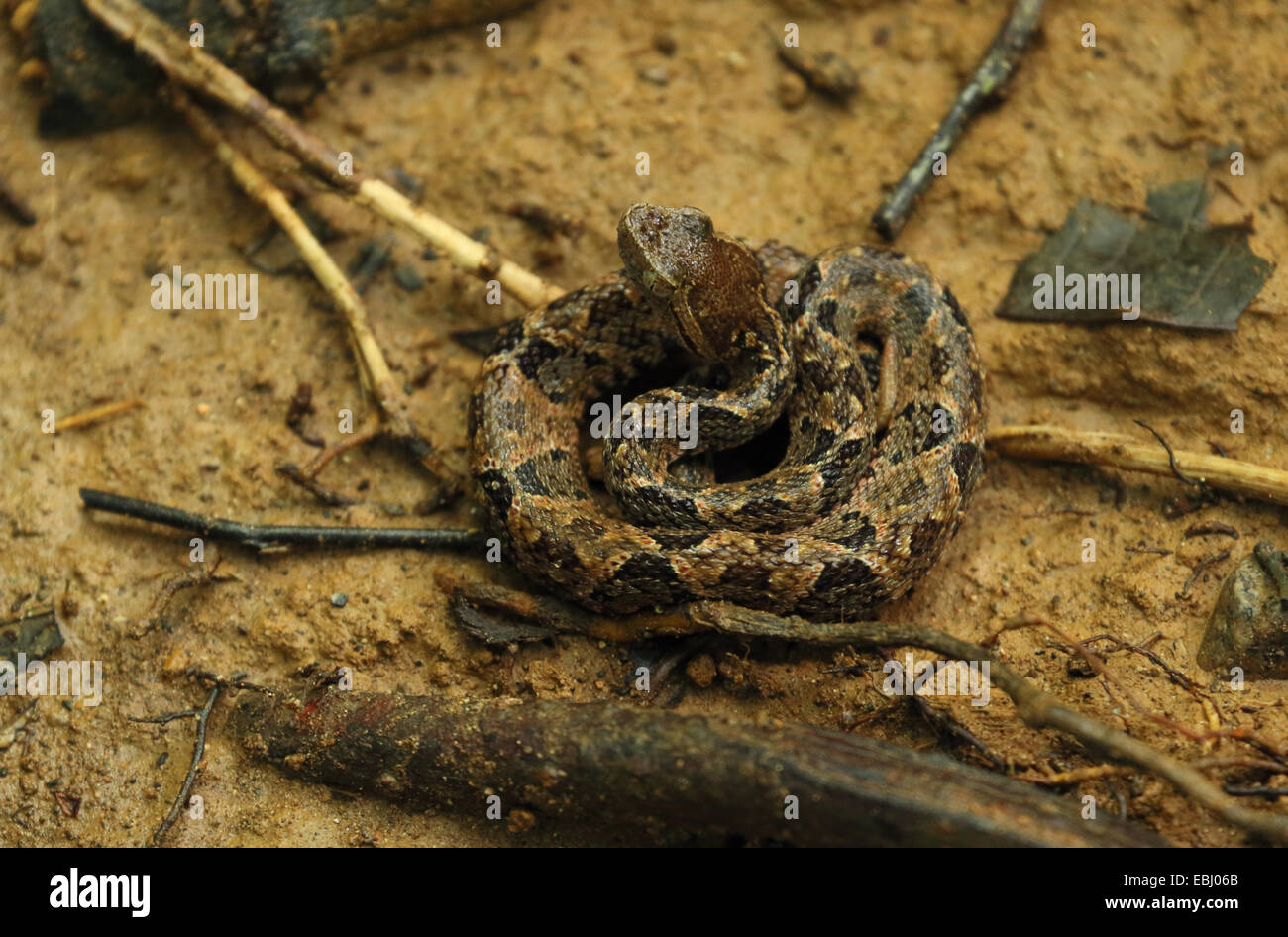 Fer-de-lance (Bothrops atrox), the most poisonous snakes in Costa Rica, coiled ready to strike. Corcovado National Park Stock Photo