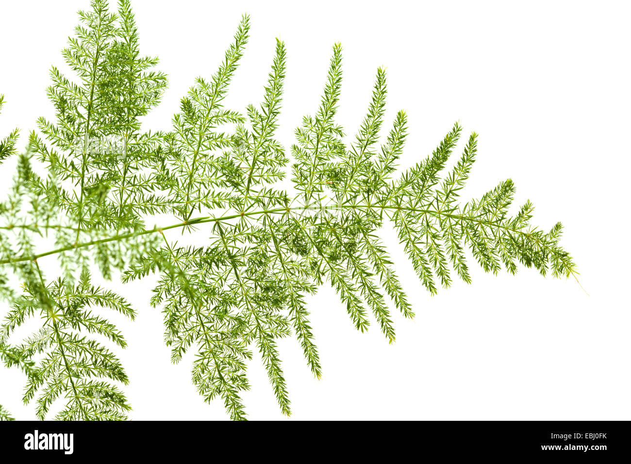 Asparagus setaceus leaf isolated on white Stock Photo Alamy