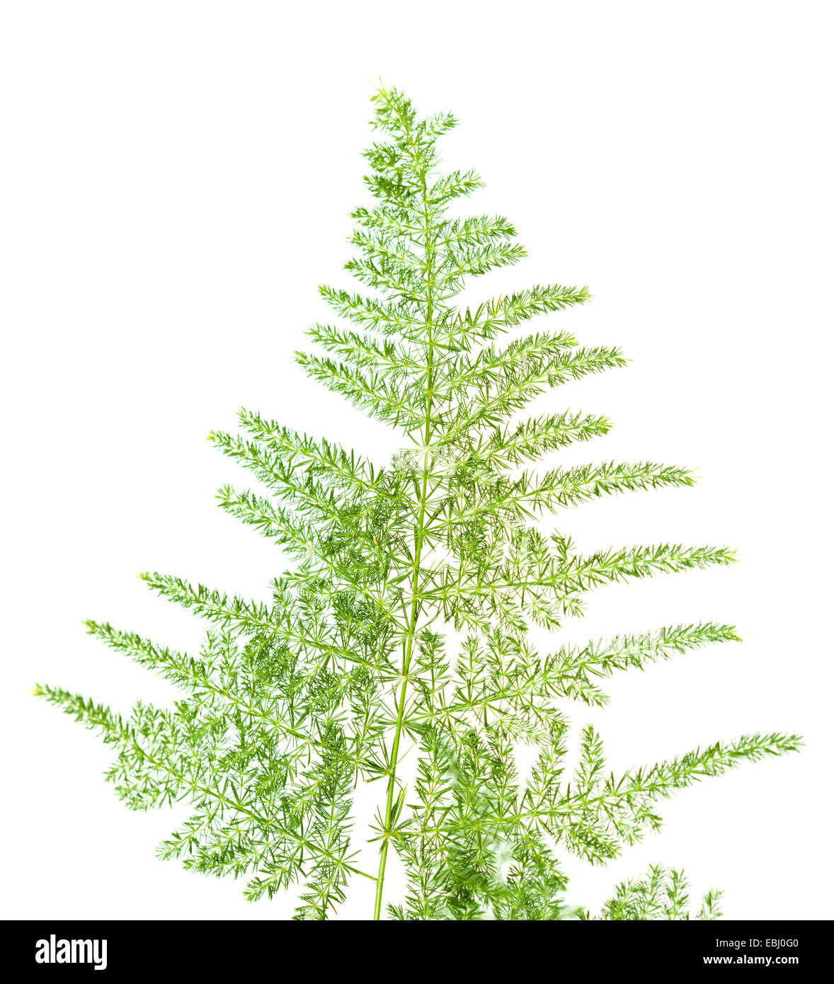 Asparagus Setaceus Hi Res Stock Photography And Images Alamy