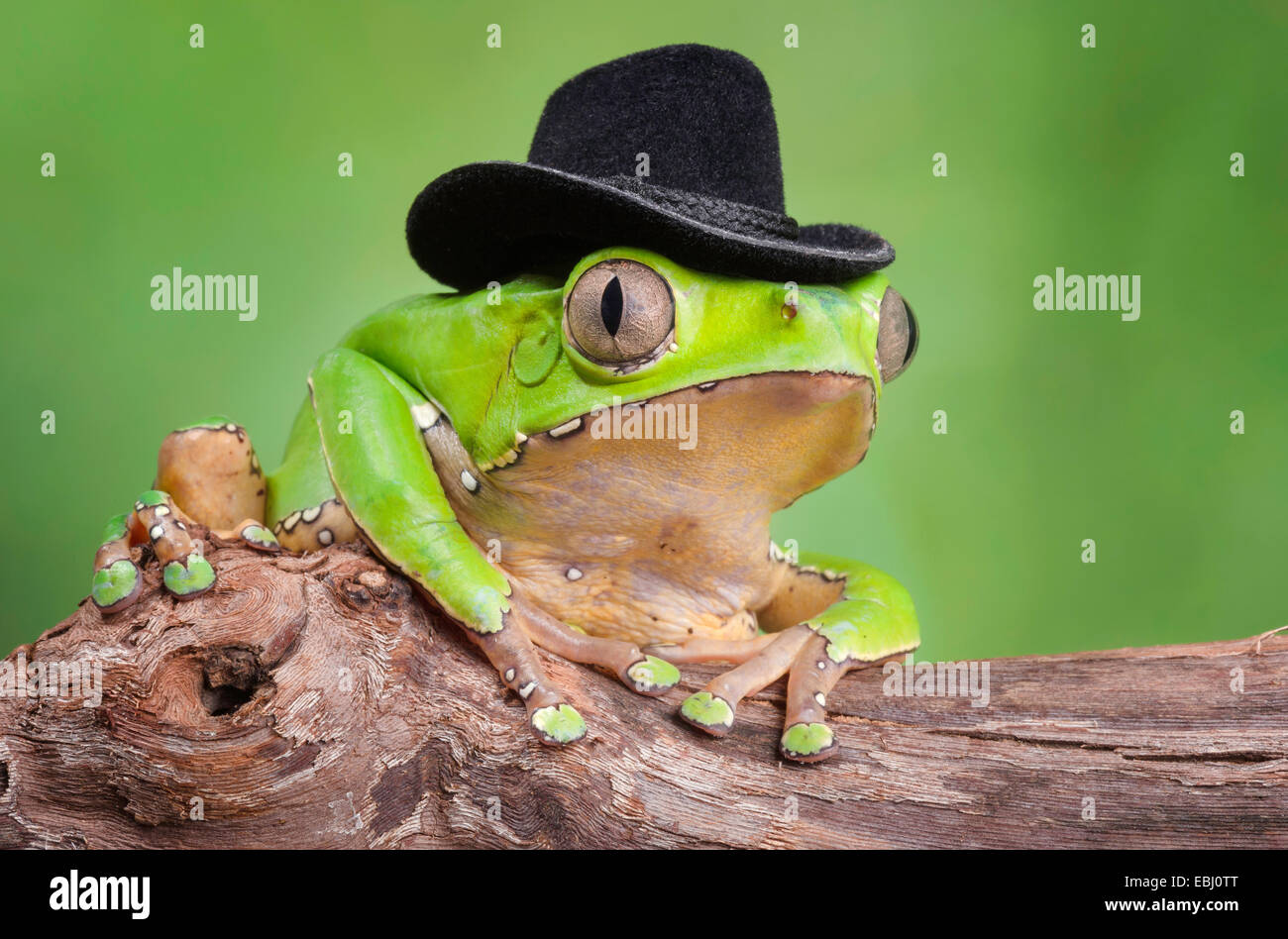 Giant Waxy Monkey Tree Frog wearing a black cowboy hat sitting on a log Stock Photo
