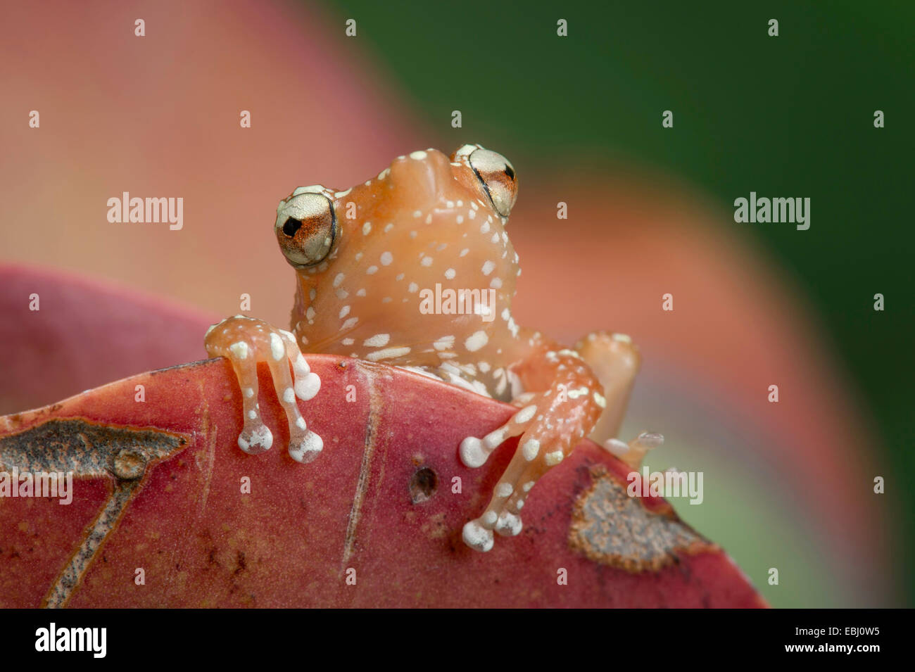 Cinnamon Frog climbing over a leaf Stock Photo