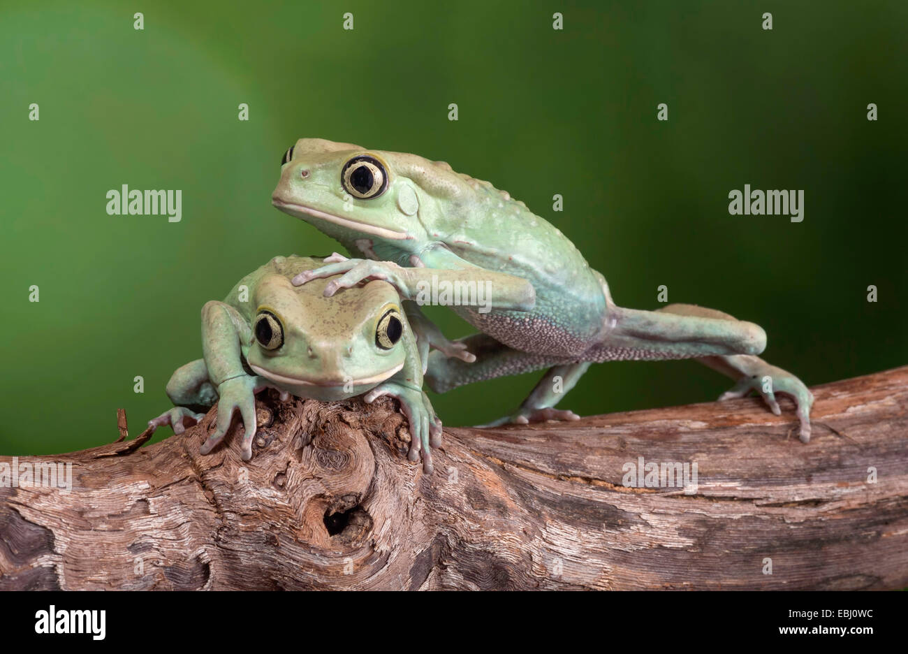 Two Waxy Monkey Tree Frogs in a very dramatic pose Stock Photo
