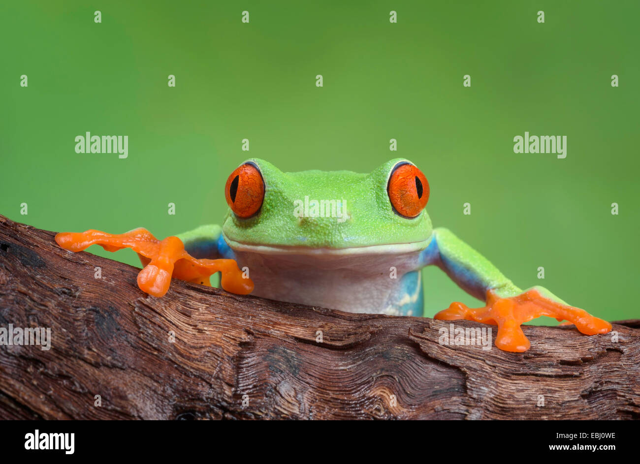 Red-eyed Leaf Frog staring directly into the camera with both front legs spread out on log. Stock Photo