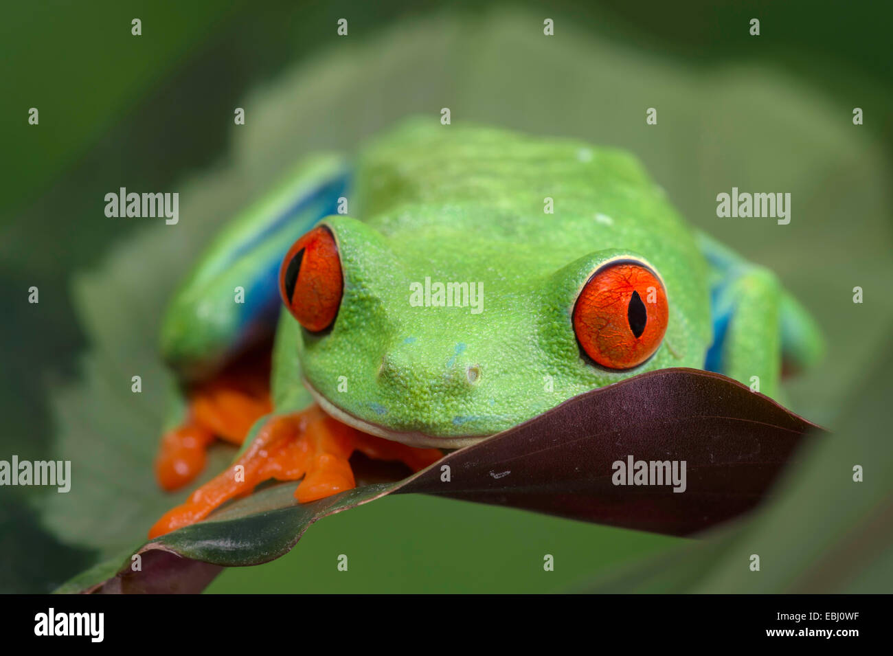 Red-Eyed Leaf Frog hiding on a leaf looking into the camera Stock Photo