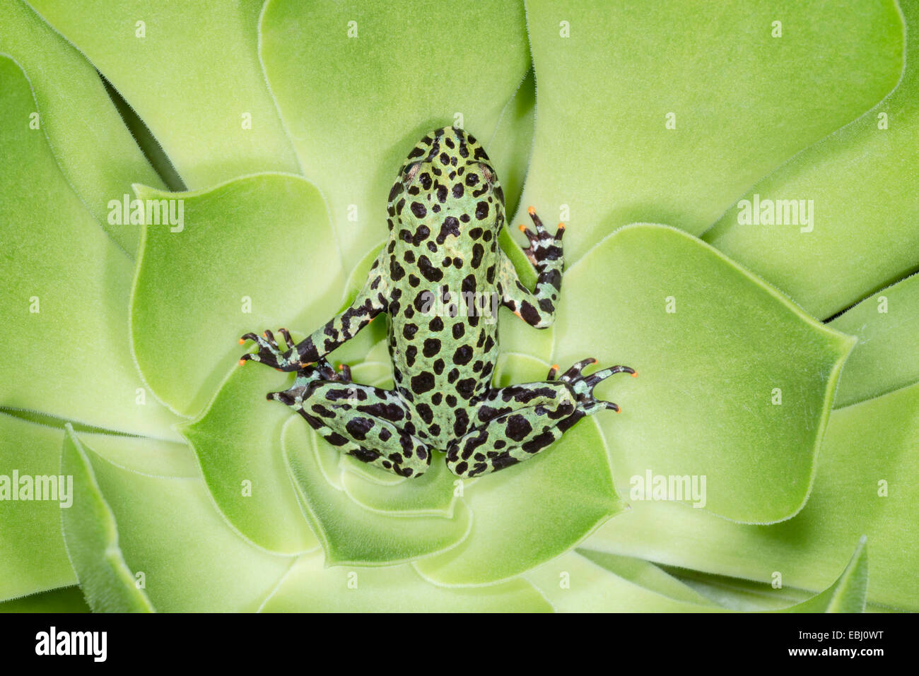 Fire-bellied Toad lying on top of a succulent plant Stock Photo
