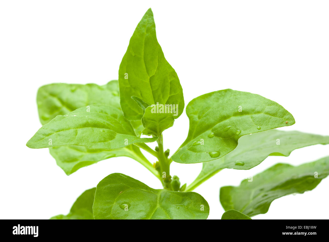 Tetragonia tetragonioides, New Zealand spinach, isolated on white Stock Photo