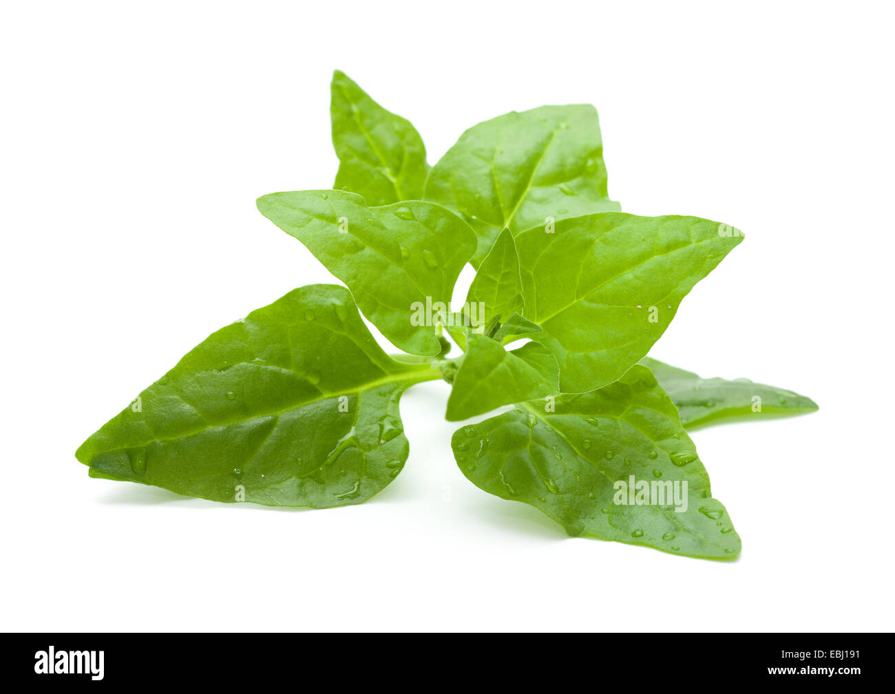 Tetragonia tetragonioides, New Zealand spinach, isolated on white Stock Photo
