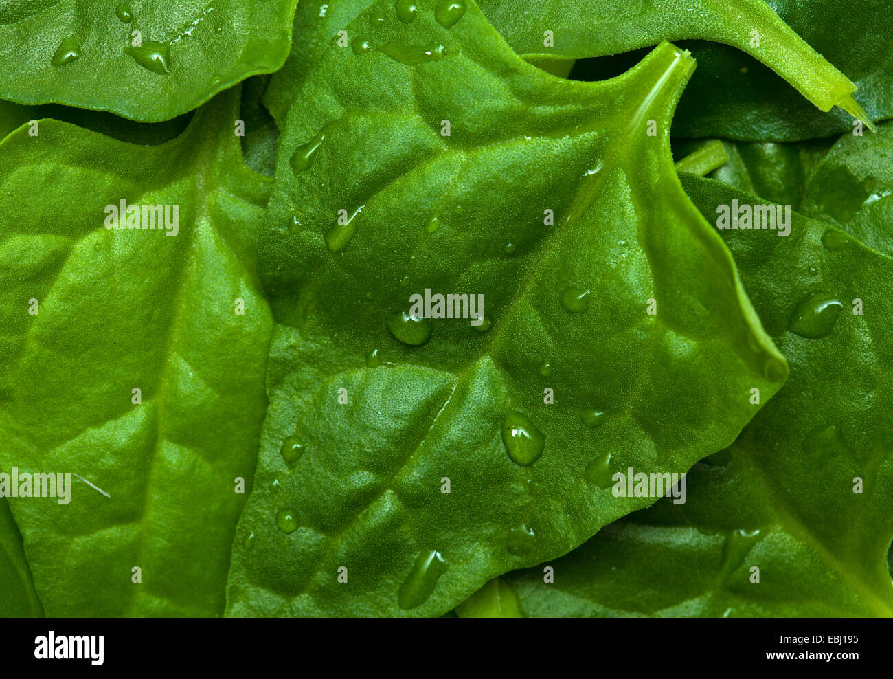 Tetragonia tetragonioides, New Zealand spinach, food background Stock Photo