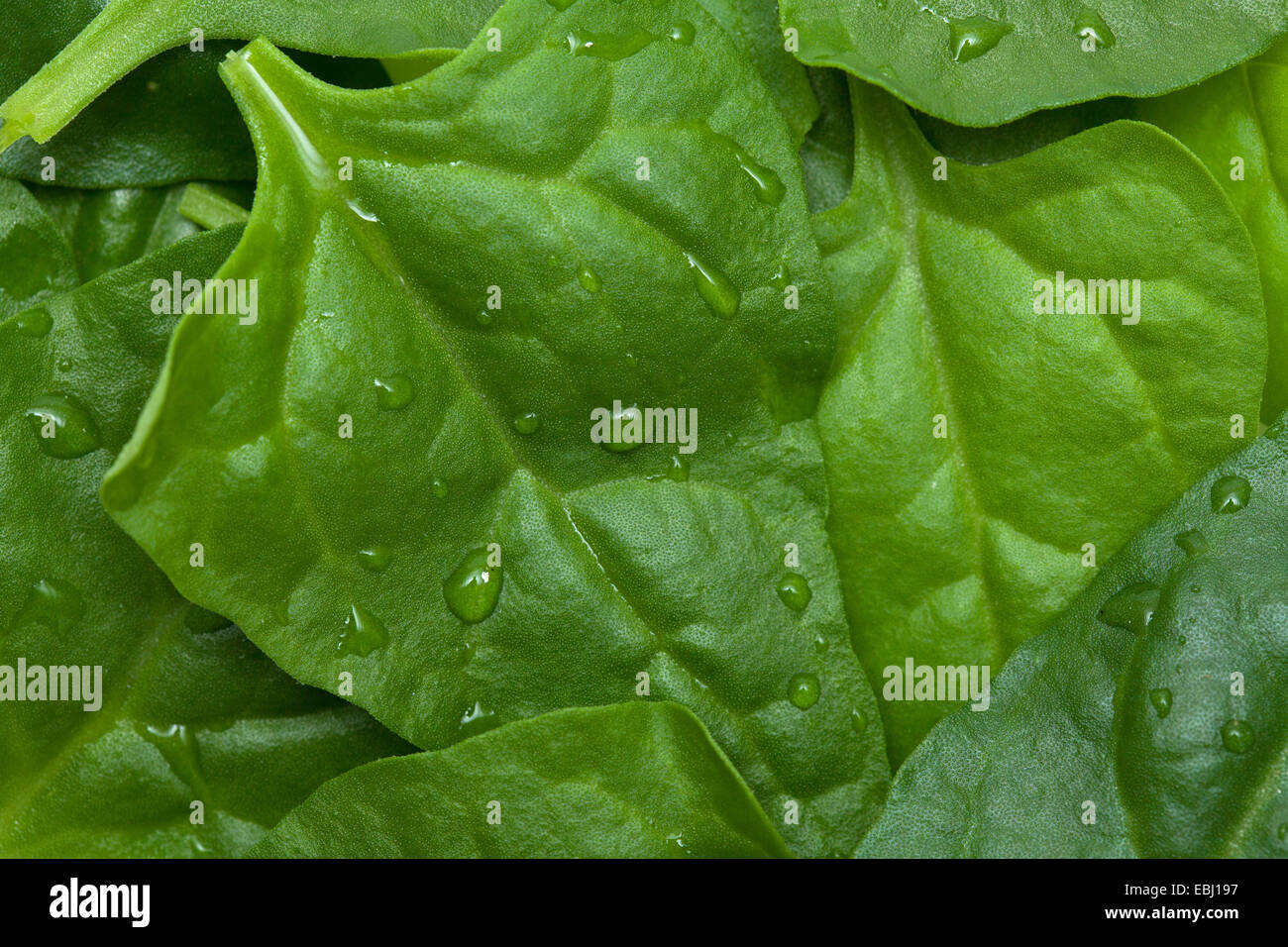 Tetragonia tetragonioides, New Zealand spinach, food background Stock Photo
