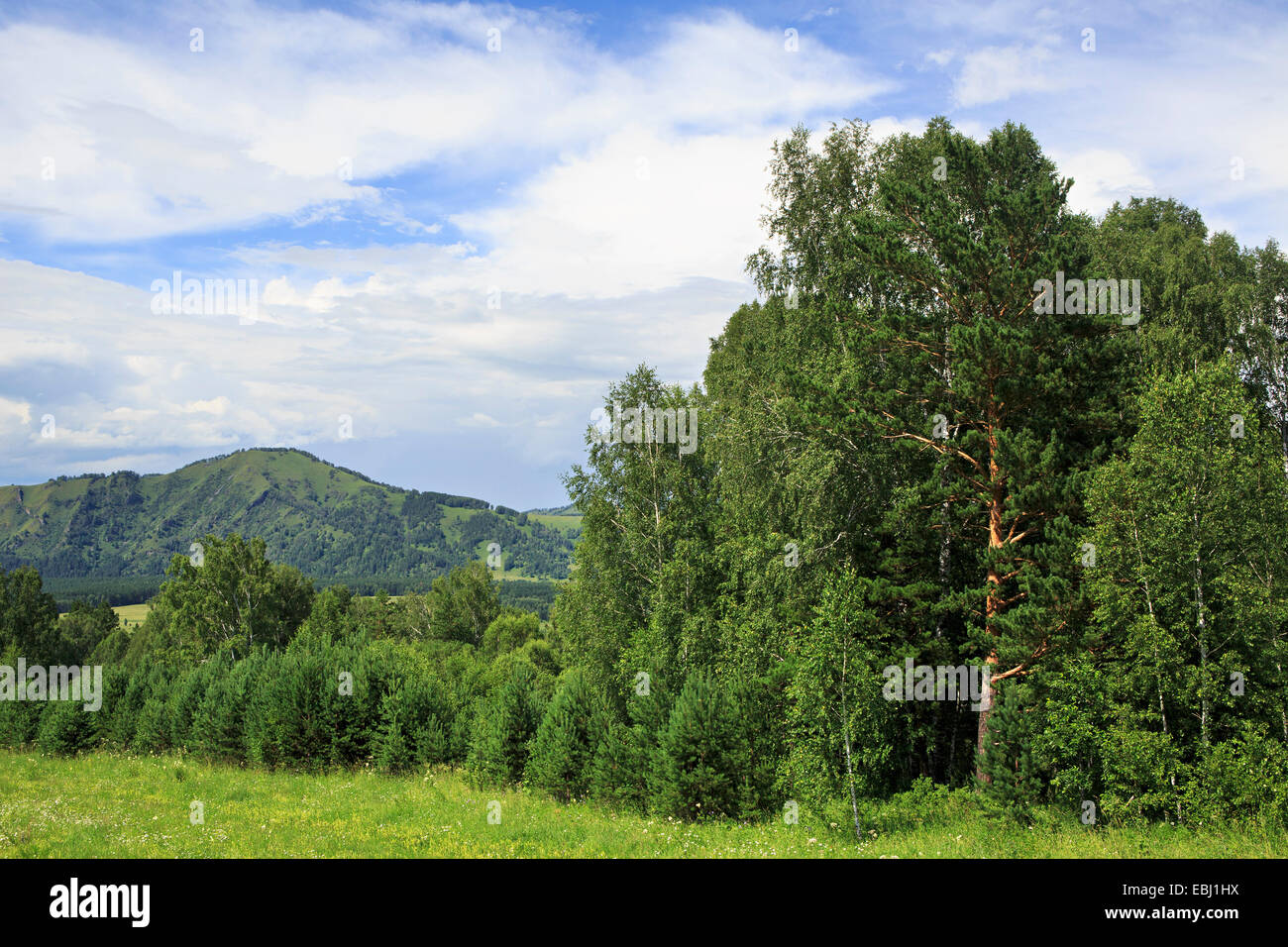 Beautiful mixed forest in the Altai Mountains. Stock Photo