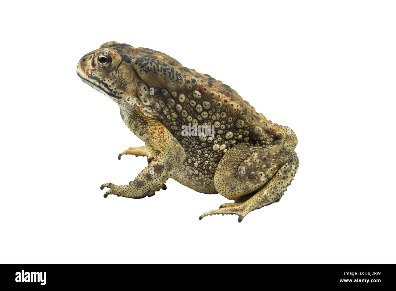 Toad on white background Stock Photo - Alamy