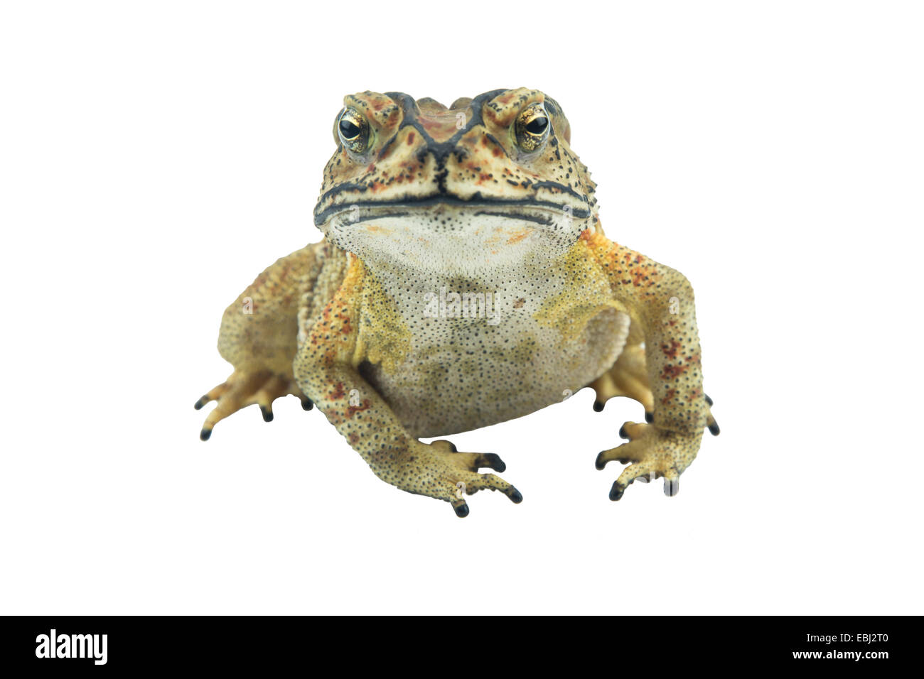 Toad on white background Stock Photo - Alamy