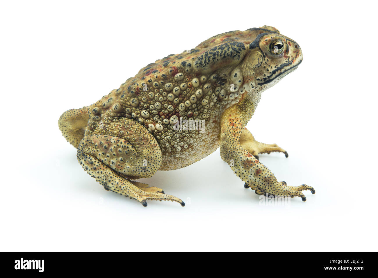 Toad on white background Stock Photo - Alamy
