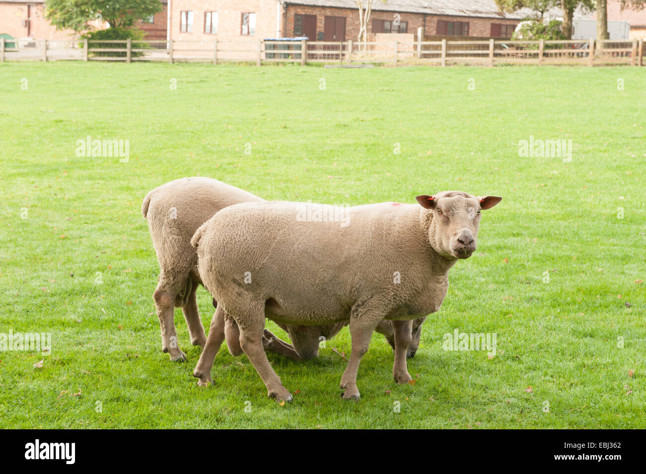 Grazing Rams on Cutlers Farm, near Stratford upon Avon, Warwickshire, England, UK Stock Photo