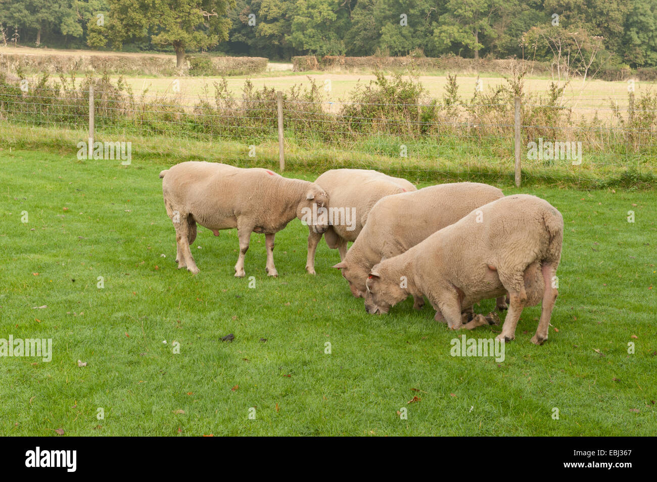 Grazing Rams on Cutlers Farm, near Stratford upon Avon, Warwickshire, England, UK Stock Photo