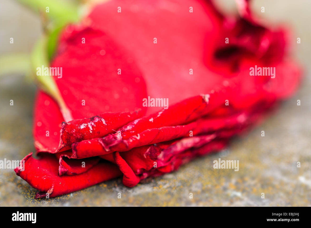 Red rose on ground hi-res stock photography and images - Alamy