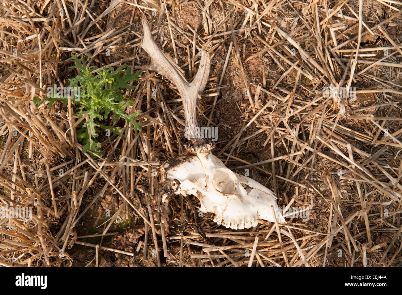 The Skull of a Deer with Antlers Lying in a Field on a Farm near Stratford upon Avon, WArwickshire, England, UK Stock Photo